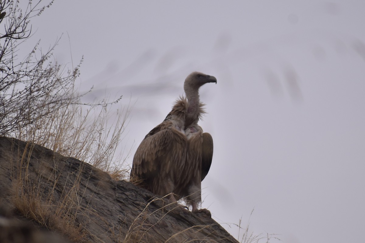 Vautour de l'Himalaya - ML297585971