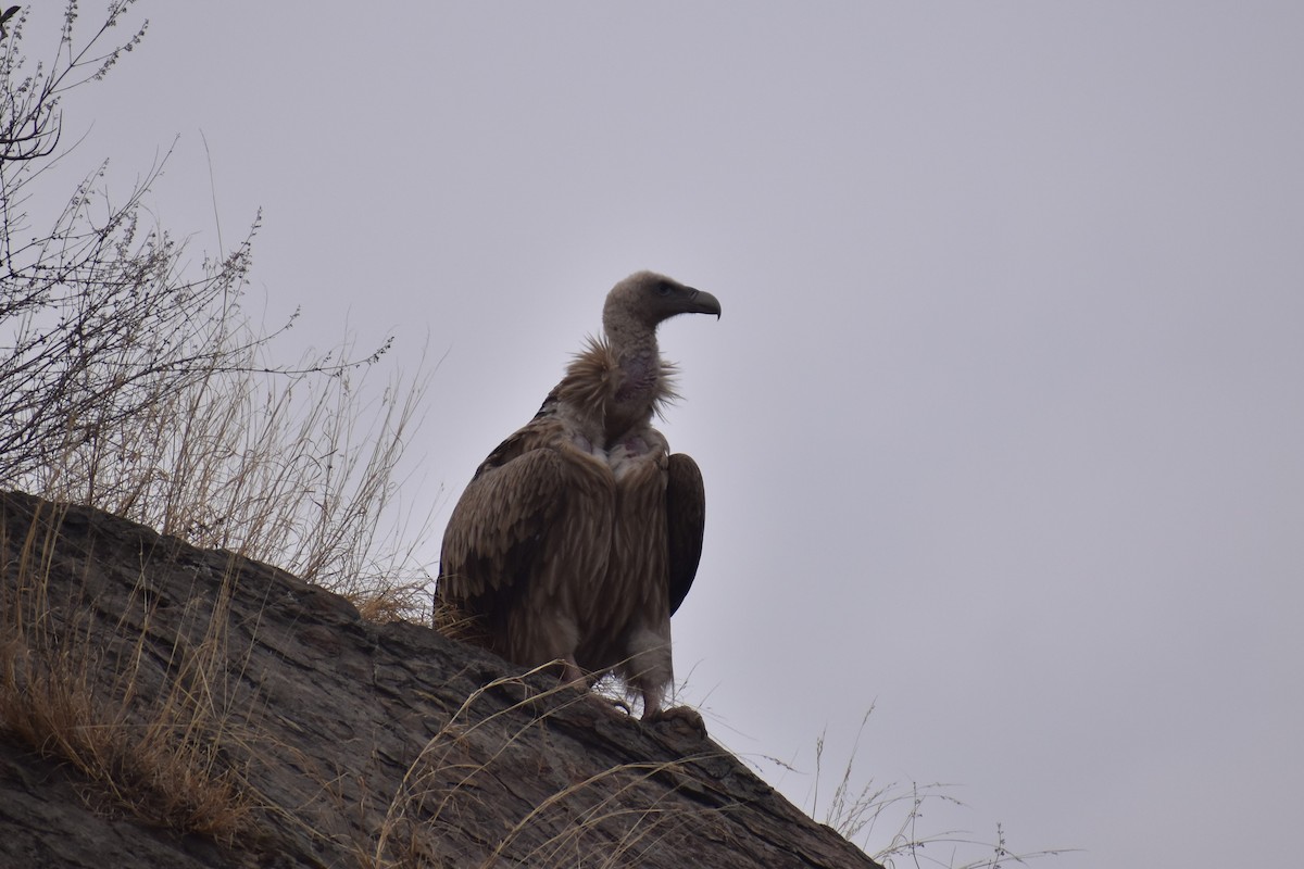 Himalayan Griffon - Samakshi Tiwari