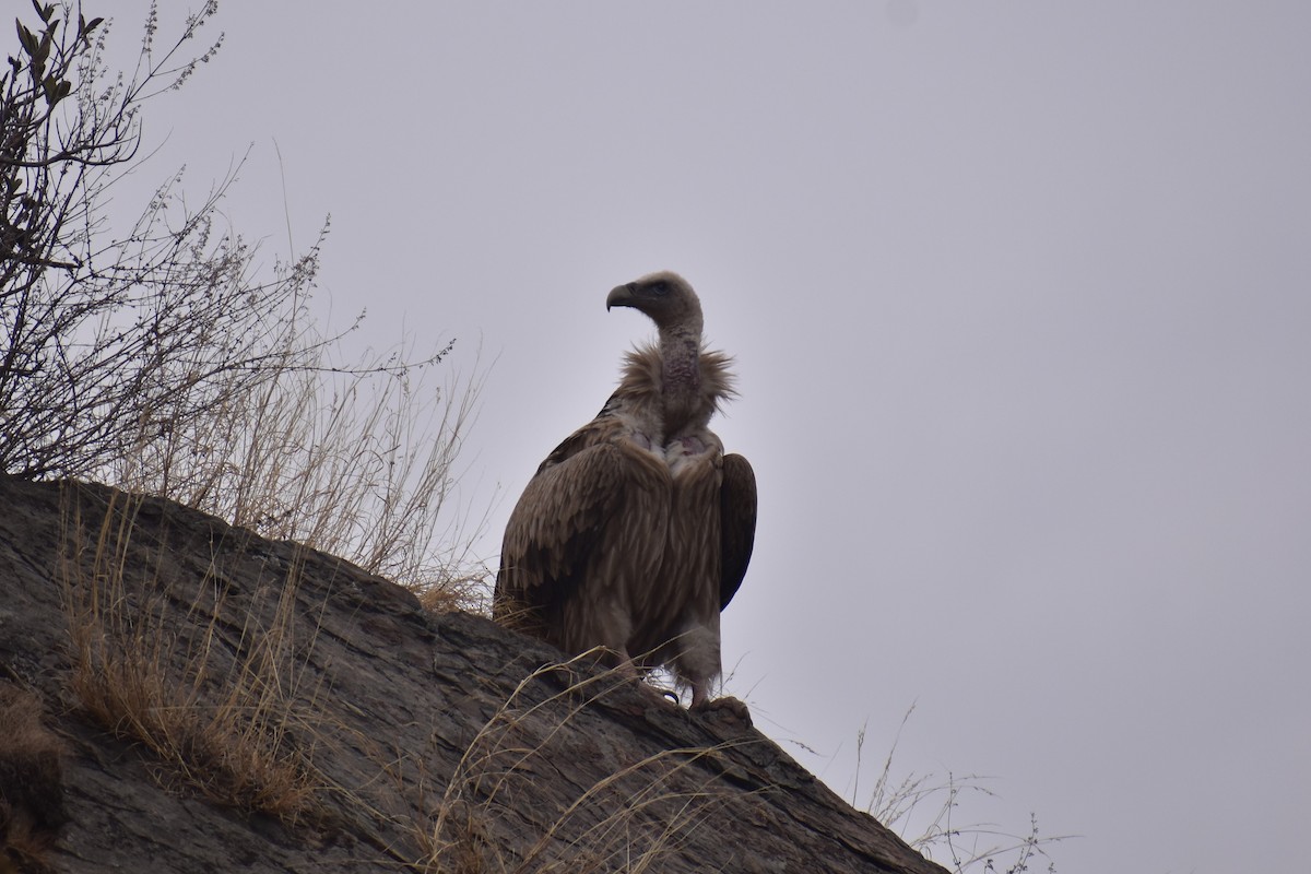 Himalayan Griffon - Samakshi Tiwari