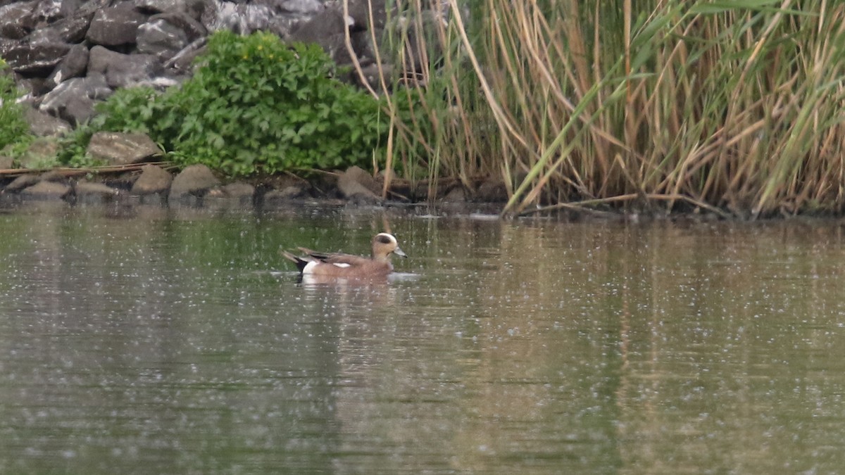 American Wigeon - ML29758711