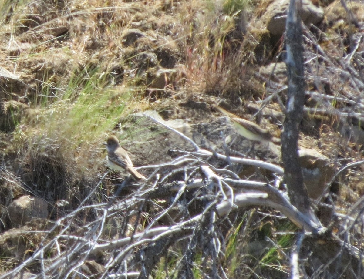 Ash-throated Flycatcher - ML29758751