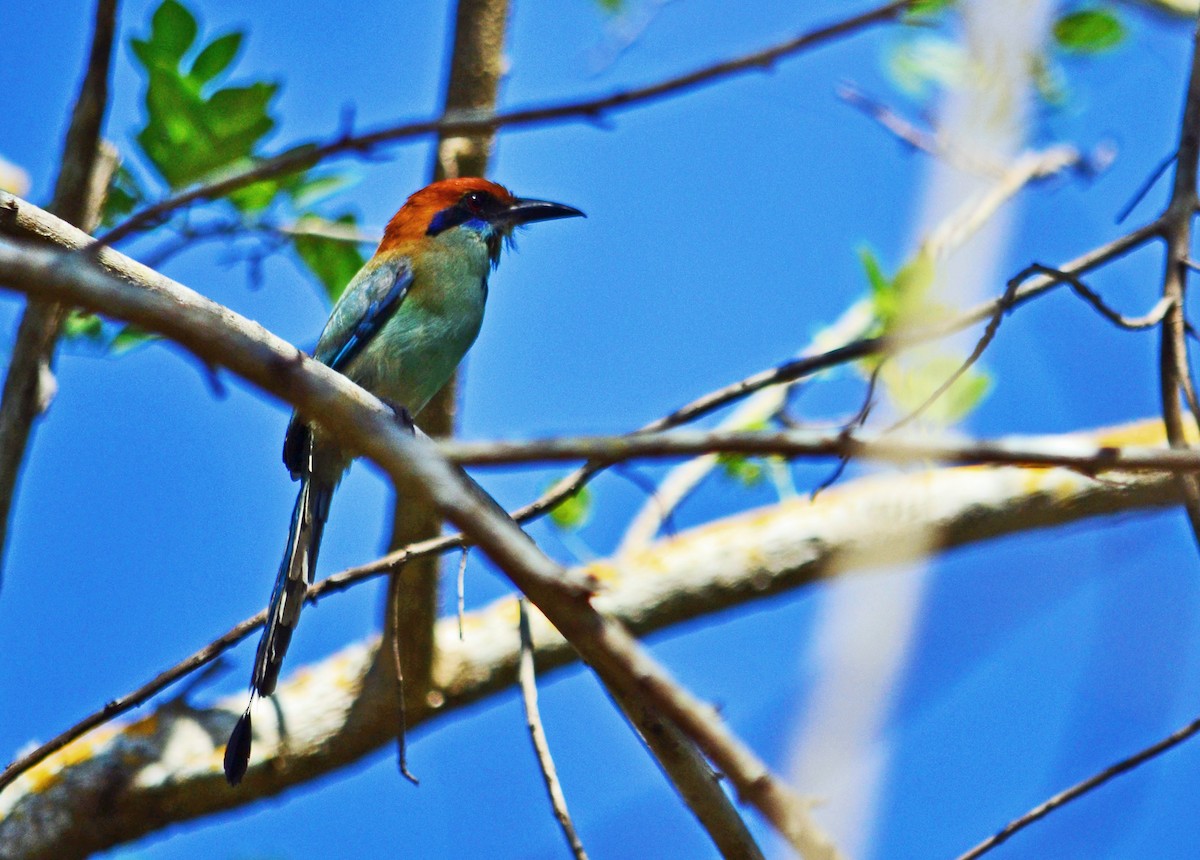 Russet-crowned Motmot - Eugenio de Jesús Villanueva Franck