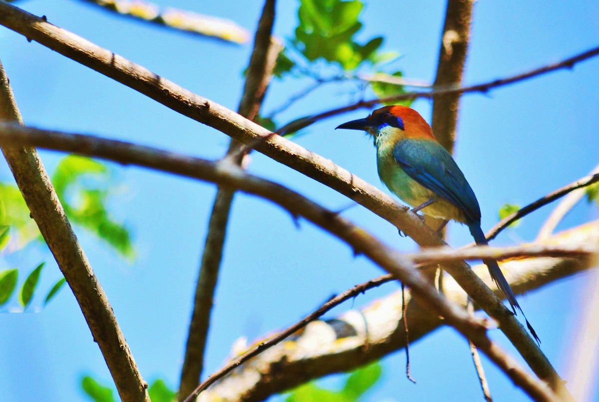 Russet-crowned Motmot - Eugenio de Jesús Villanueva Franck