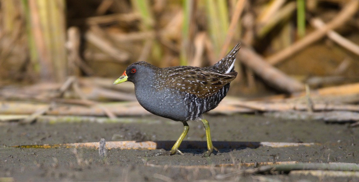 Australian Crake - ML297589221