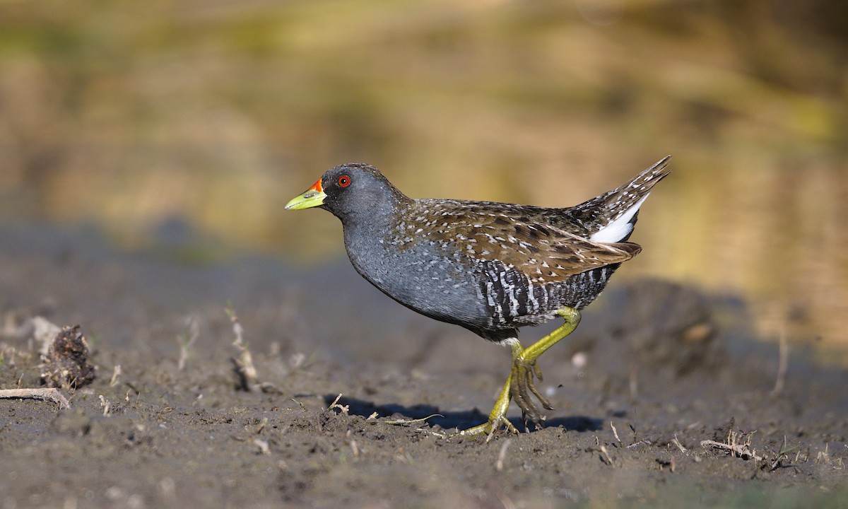 Australian Crake - ML297589361