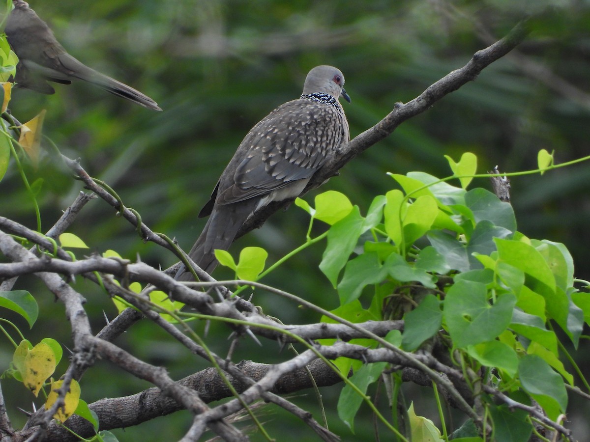 Spotted Dove - ML297590091