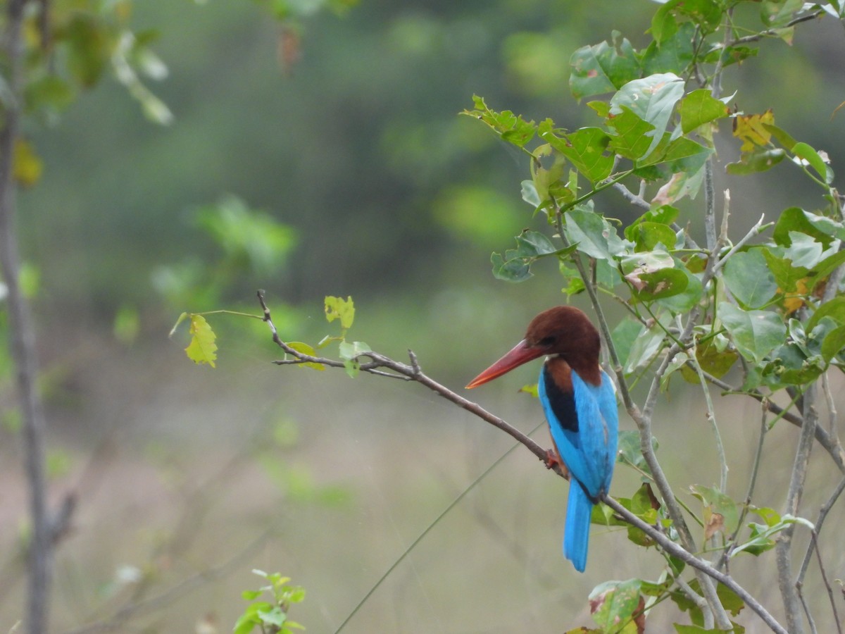 White-throated Kingfisher - ML297590141