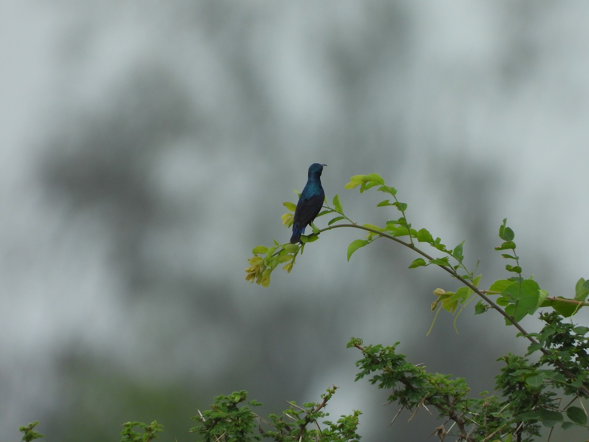 Purple-rumped Sunbird - ML297590151