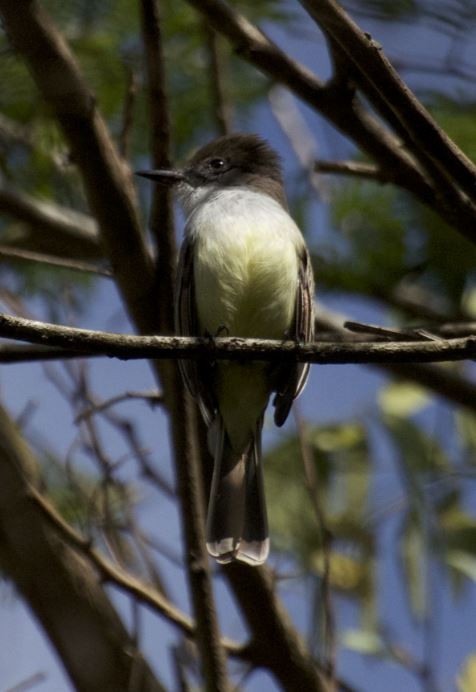 Stolid Flycatcher - ML297591811