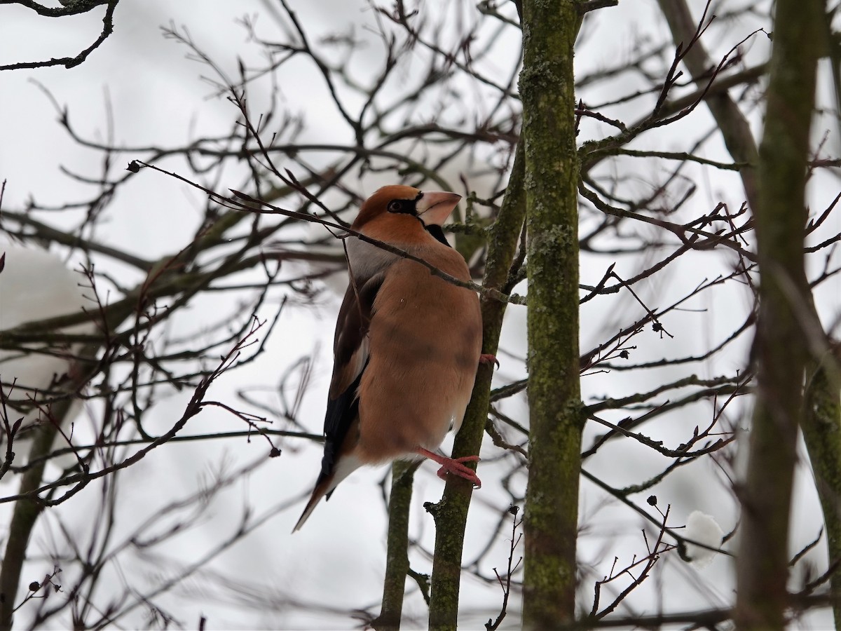 Hawfinch - Anna Karp