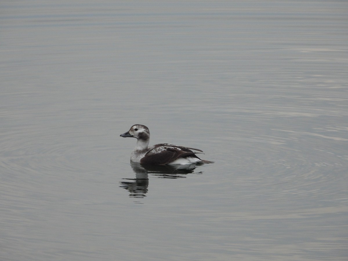 Long-tailed Duck - ML297592401