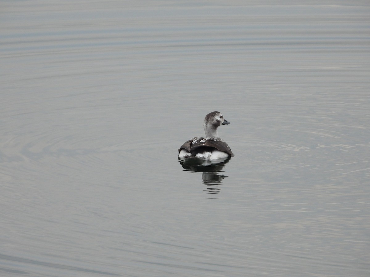 Long-tailed Duck - ML297592411