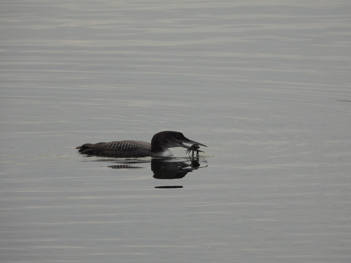 Plongeon huard - ML297592451