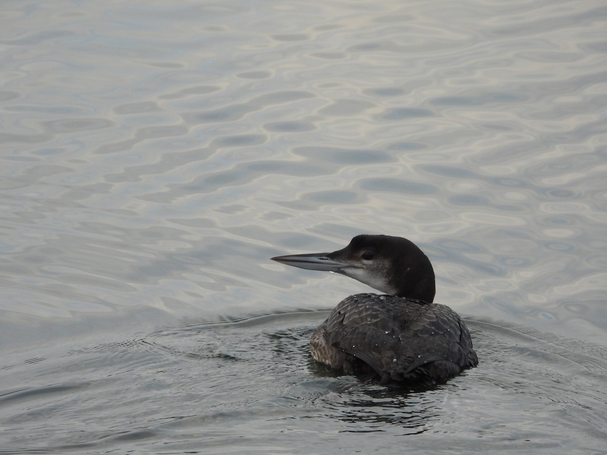 Common Loon - ML297592471