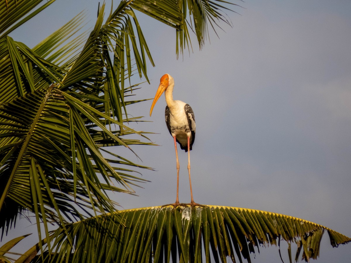 Painted Stork - shyamkumar puravankara