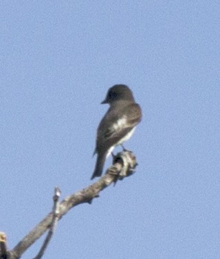 Olive-sided Flycatcher - ML29759551