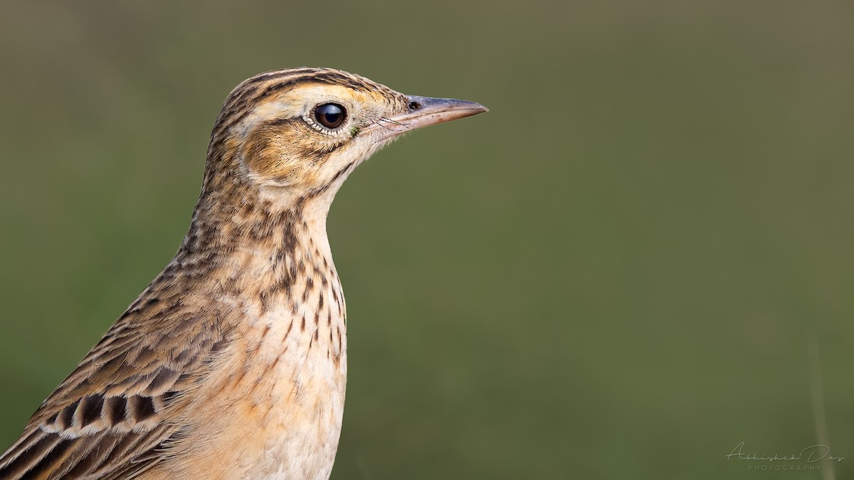 Richard's Pipit - Abhishek Das