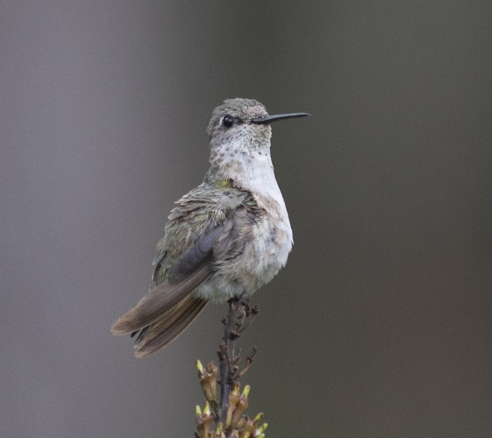 Calliope Hummingbird - Bubba Scales