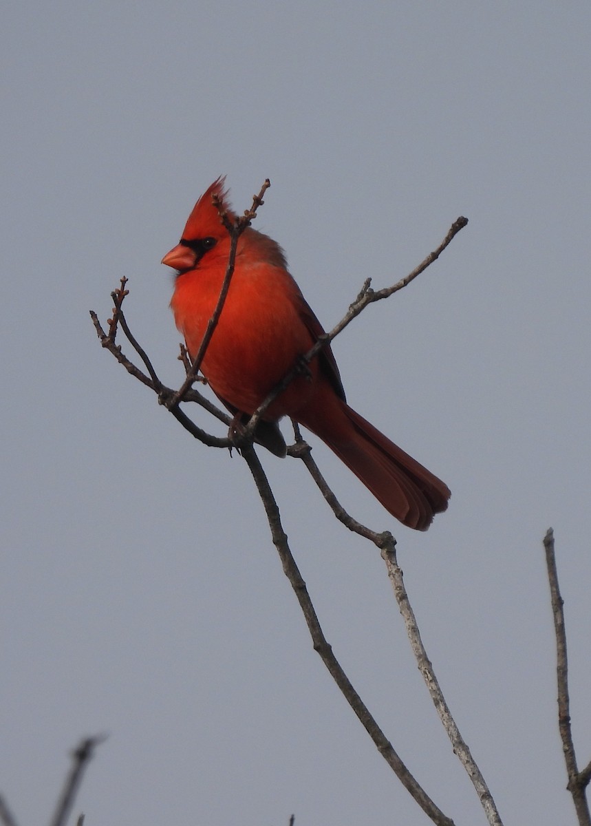Cardinal rouge - ML297599011