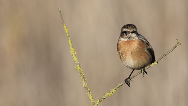 European Stonechat - ML297599551