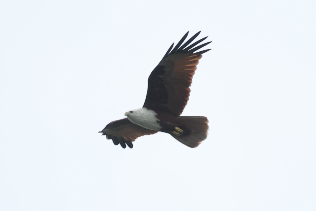 Brahminy Kite - ML297601601