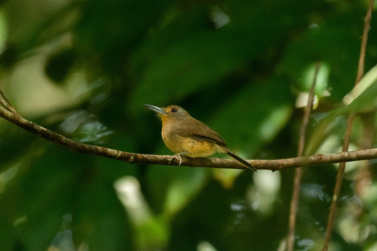 Fulvous-chinned Nunlet - George Dávila