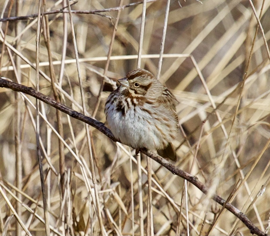 Song Sparrow - ML297602861