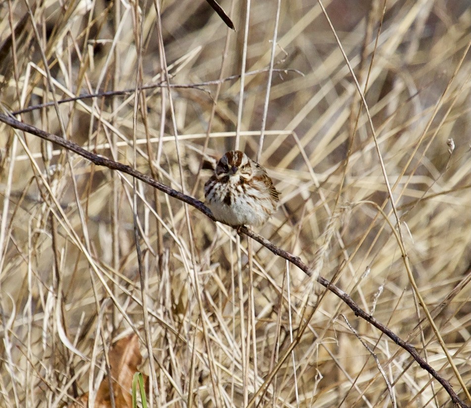 Song Sparrow - ML297603031