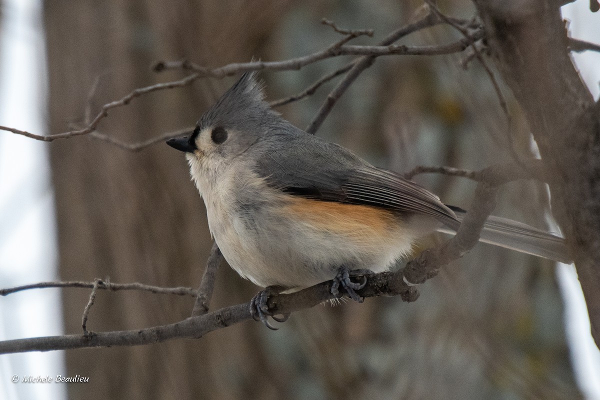 Tufted Titmouse - Michèle Beaulieu