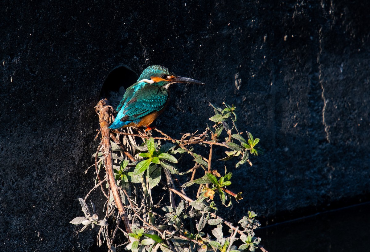 Common Kingfisher - ML297603821