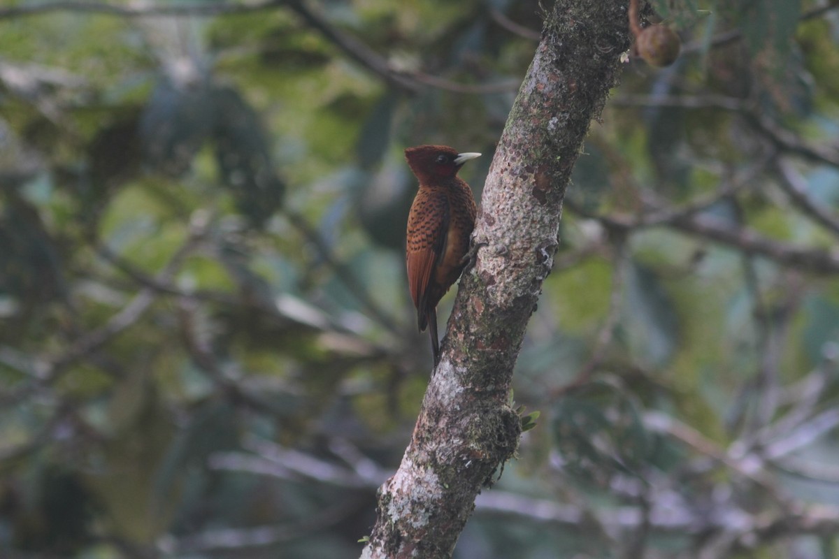 Waved Woodpecker (Scale-breasted) - ML297603871