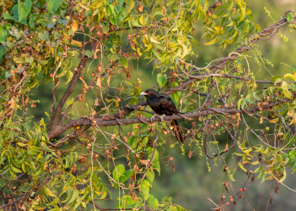 Asian Koel - ML297605311