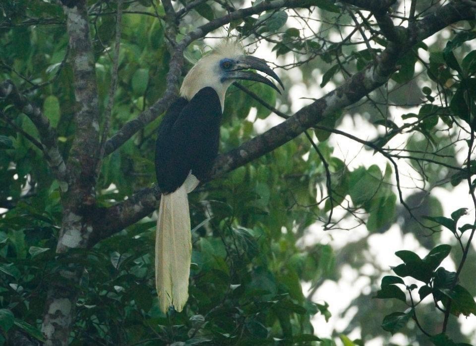 White-crowned Hornbill - ML297607201