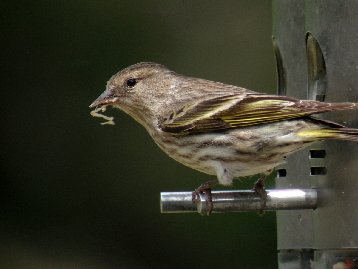 Pine Siskin - ML297607311