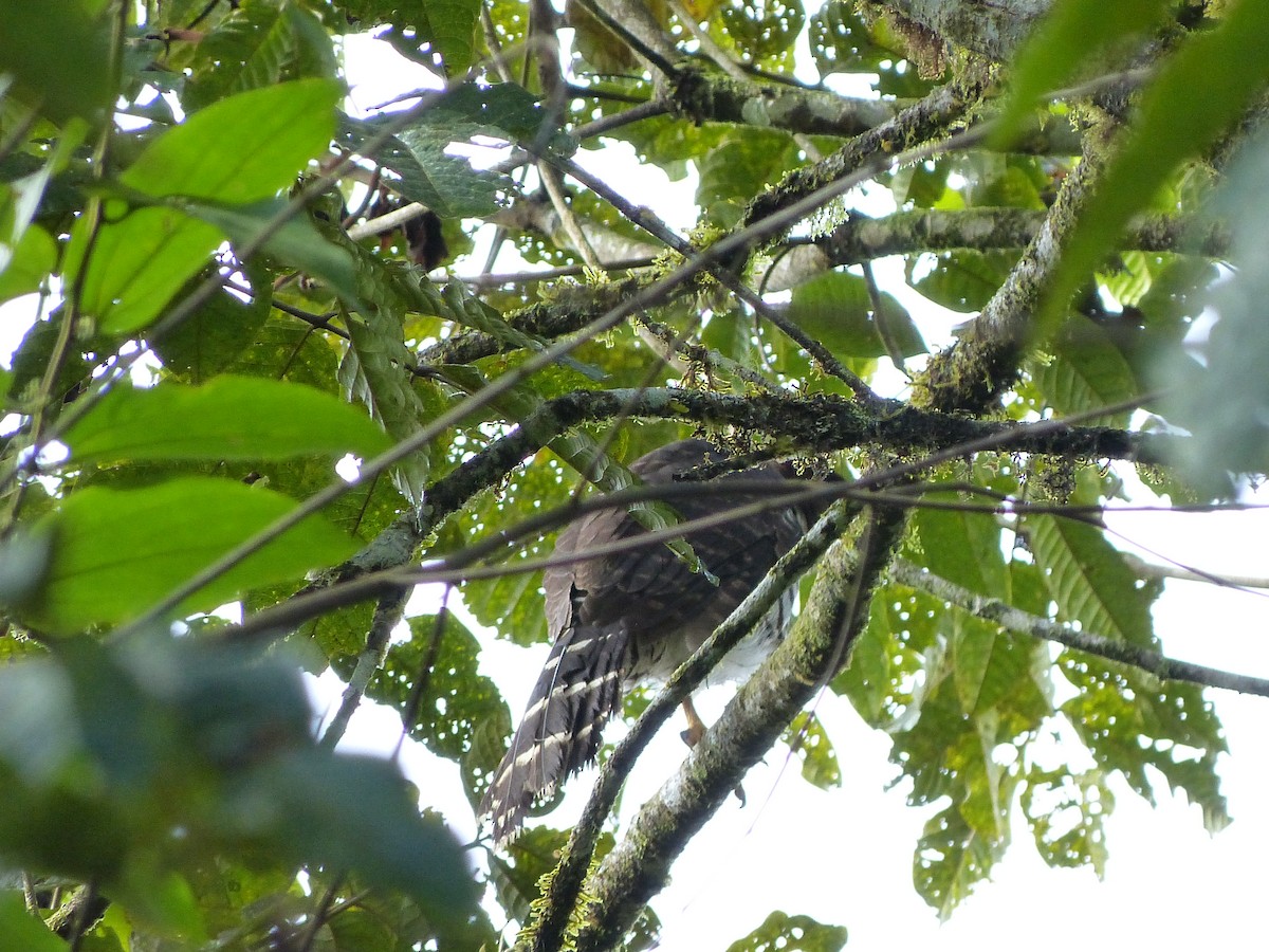 forest-falcon sp. - Gary Hibberd