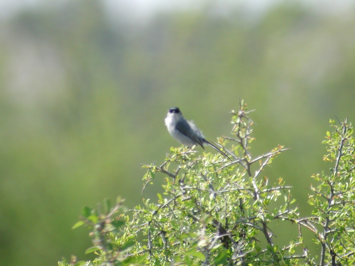 Black-tailed Gnatcatcher - ML297609301