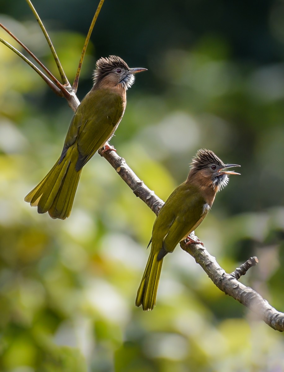 Mountain Bulbul - Noel Foning