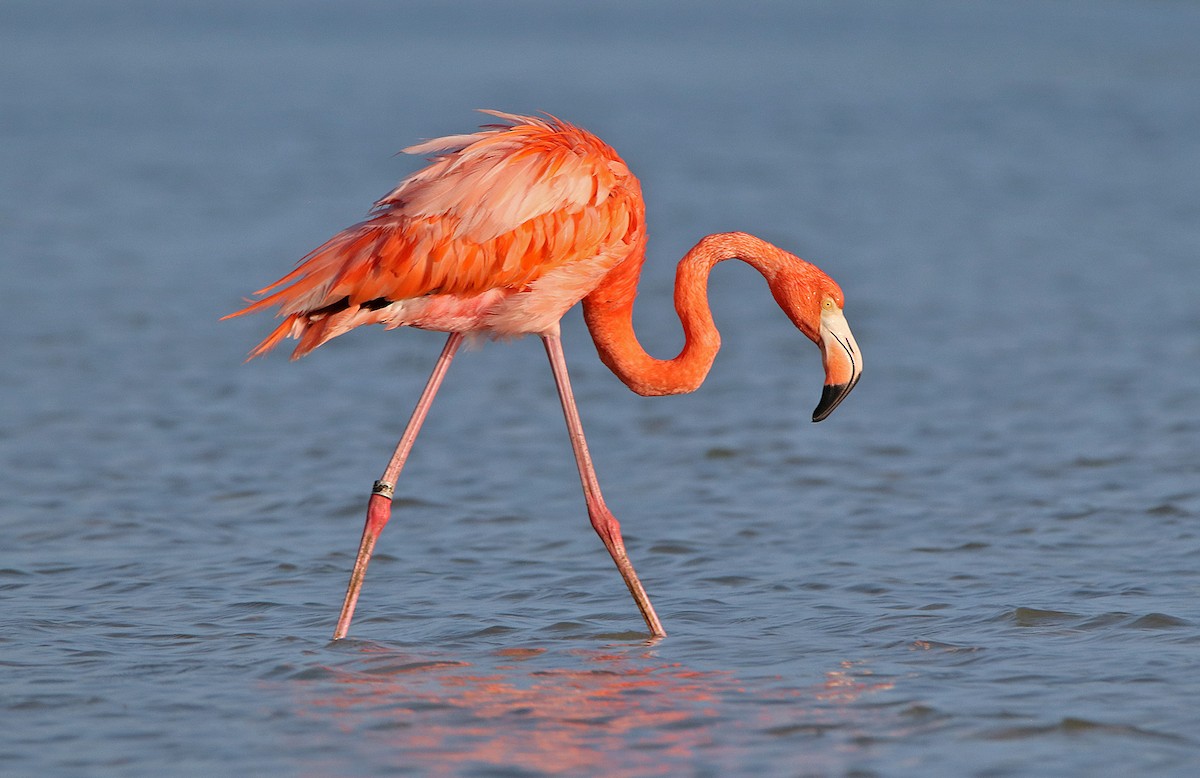 American Flamingo - ML297610761