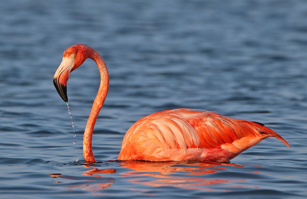 American Flamingo - ML297610811