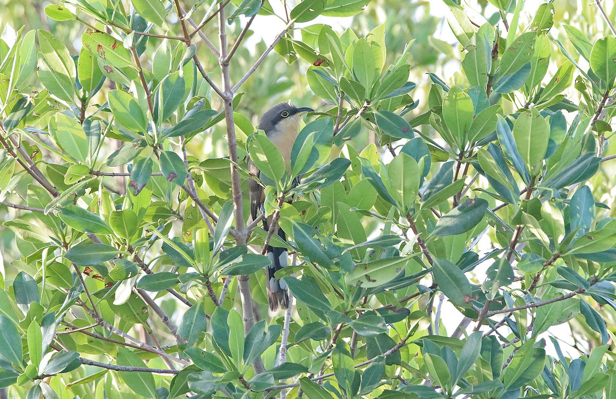 Mangrove Cuckoo - ML297611081