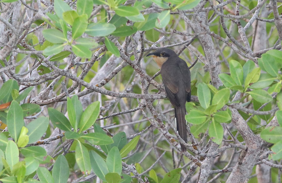 Mangrove Cuckoo - ML297611091