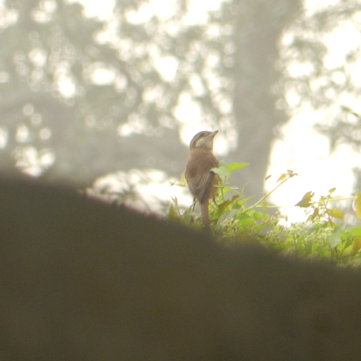 Brown Shrike - ML297611321