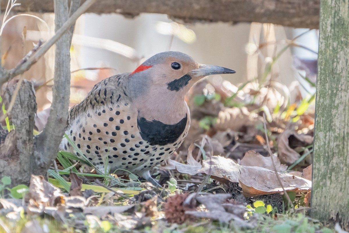 Northern Flicker - Bill Wood