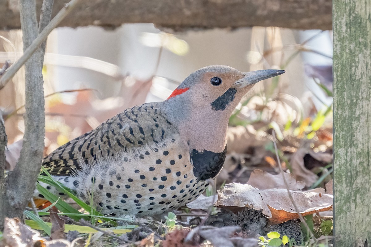 Northern Flicker - Bill Wood