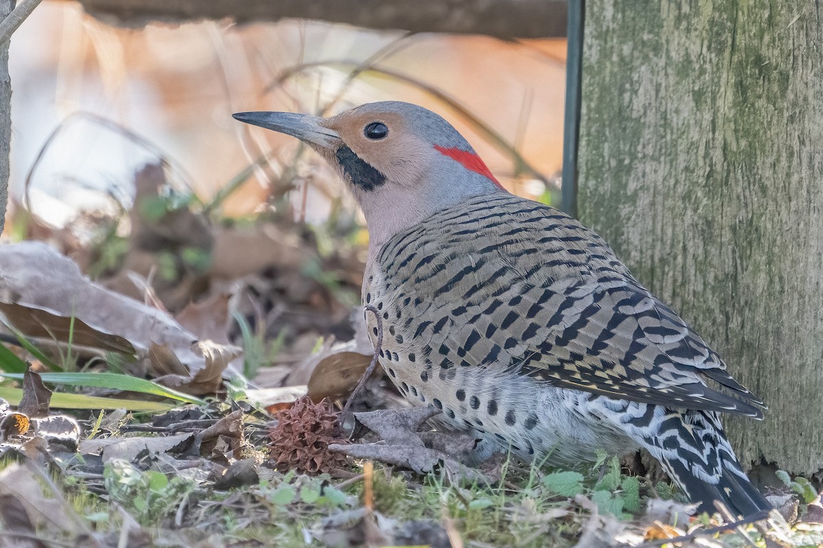 Northern Flicker - Bill Wood