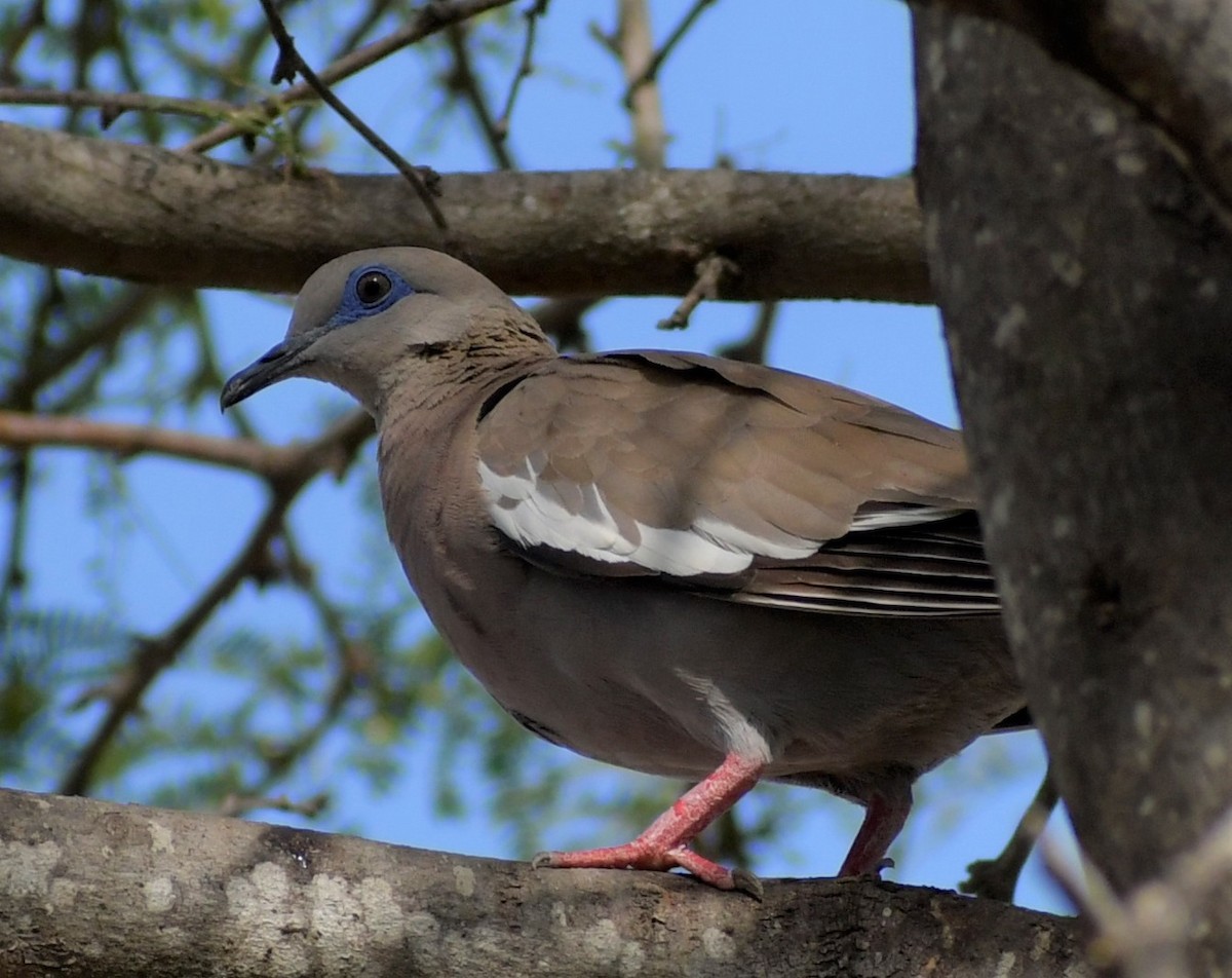 West Peruvian Dove - JUAN ROMERO RIVAS