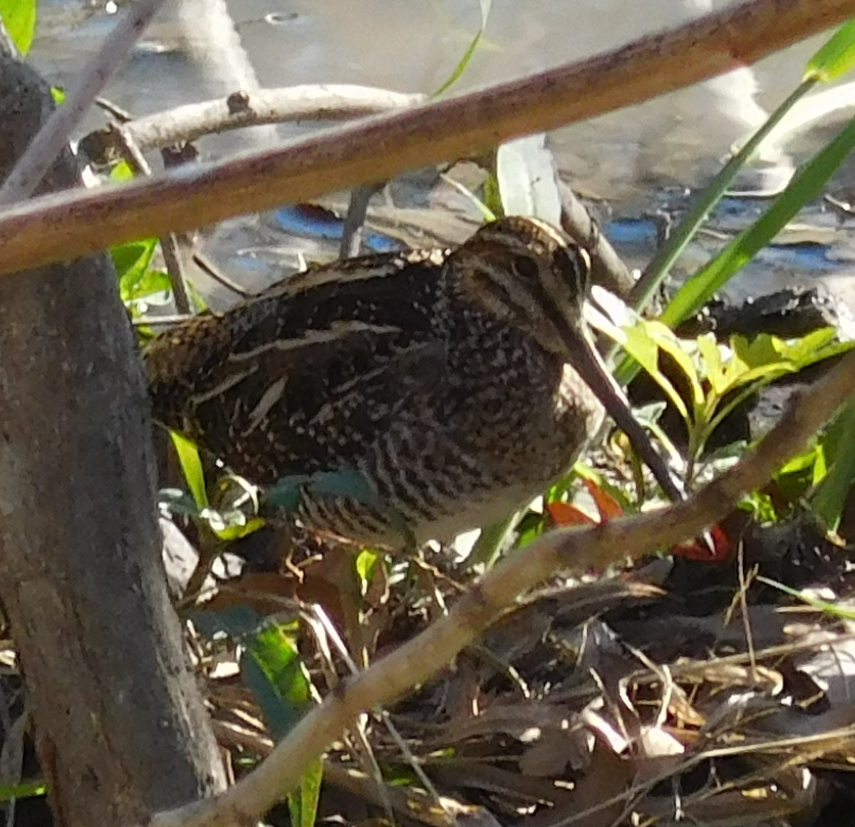 Wilson's Snipe - Carla Zainie