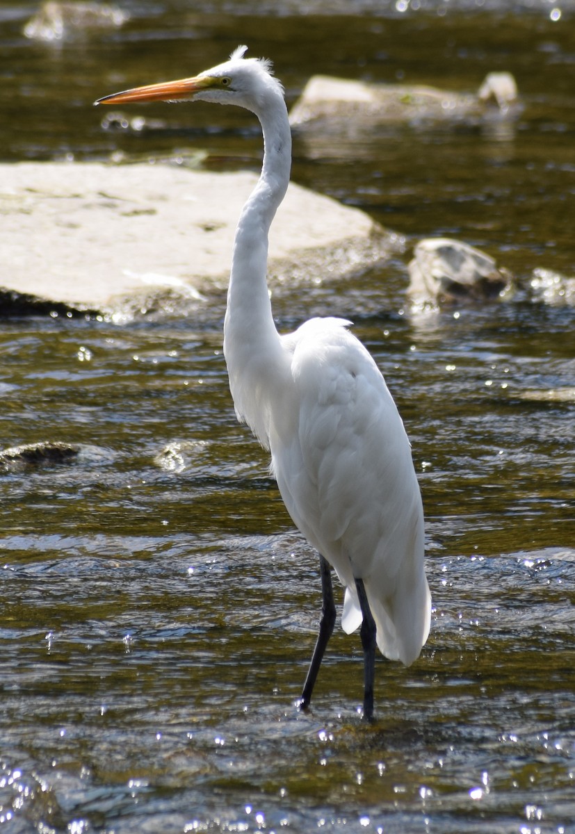 Great Egret - ML297617091