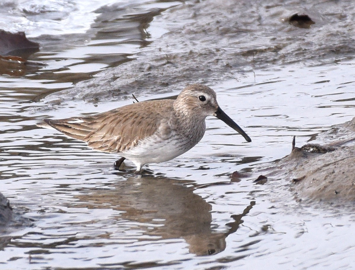 Dunlin - Steven Mlodinow