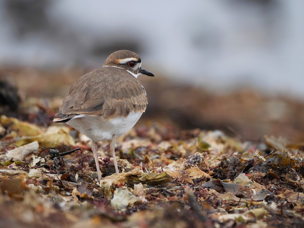 Killdeer - Rob Edsall